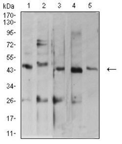 ARFGAP1 Antibody (1C4E2) - BSA Free, Novus Biologicals 0.1 ml; Unconjugated:Antibodies,